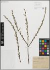 Foto von Salix purpurea L.